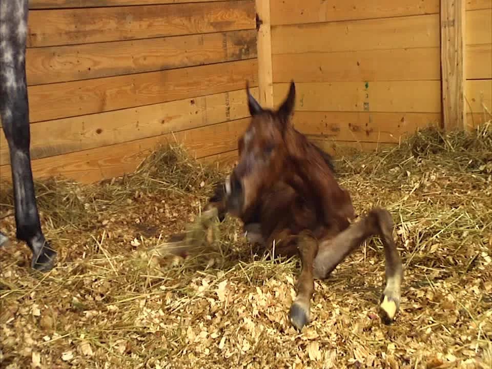 Adorable newborn foal takes first steps